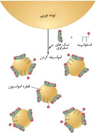 گلبار نوید بهار