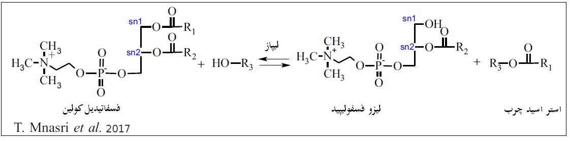 گلبار نوید بهار