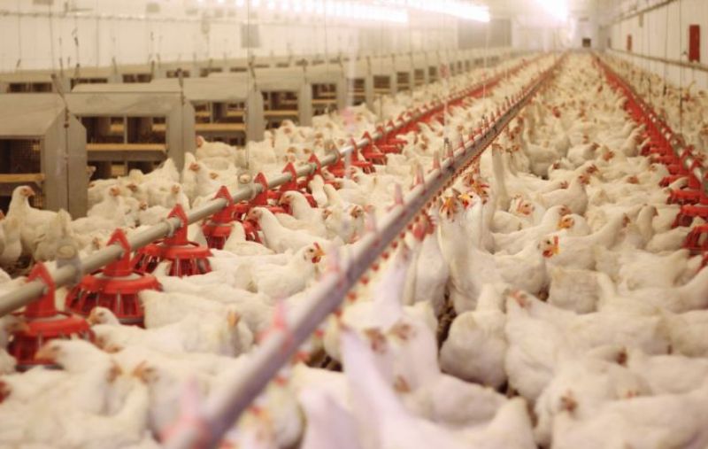 تولید هشت درصد مرغ گوشتی کشور در خراسان رضوی